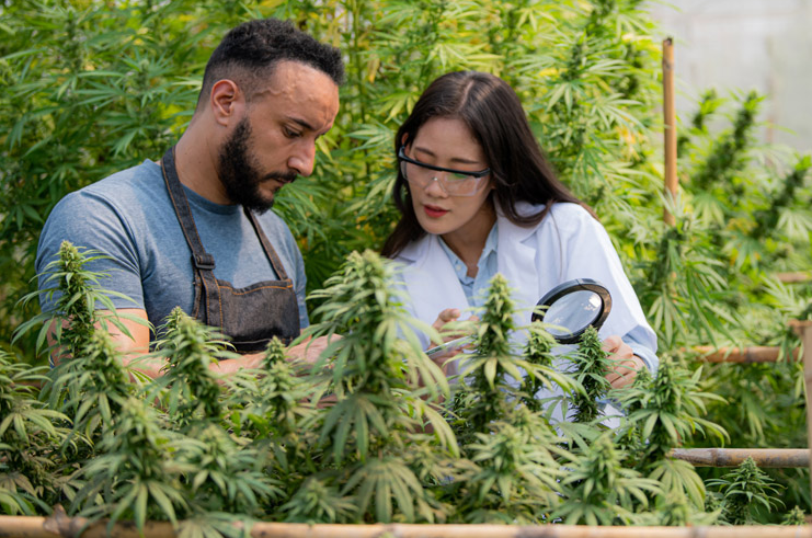 The Rise of Dispensary Cannabis Culture